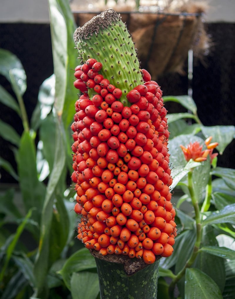 Titan Arum